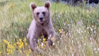 Nemrutta ayılarla yakın temas, doğal yaşamı tehdit ediyor