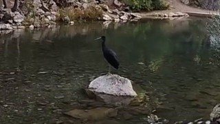 Nesli tükenme tehlikesi altındaki kara leylekler, Bozkırda görüntülendi