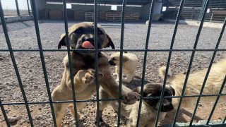 Niğde Valiliğinden sahipli ve sahipsiz hayvanlara yönelik açıklama