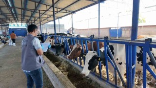 Niğdede 190 bin hayvana şap aşısı yapıldı