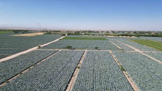 Niğdede beyaz lahana hasadı başladı: Ata tohumunun bereketi tarlalarda