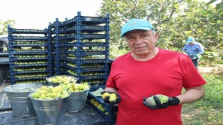Nilüferde incir hasadı başladı