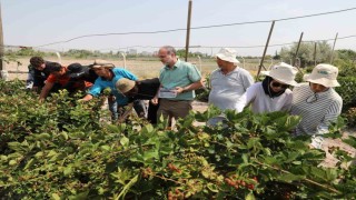 NÖHÜde böğürtlen hasadı başladı
