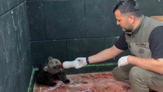 Öksüz ayı Sinopta kurtarıldı, hayatına Zonguldakta devam edecek