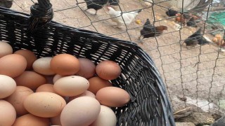 Okulların açılması yumurtayı Mayıs çukurundan kurtaracak