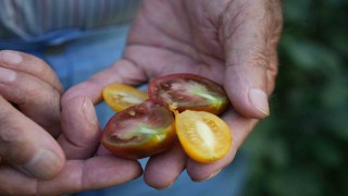 ‘Olmaz denileni yaptı: Samsundaki evini tropikal bahçeye çevirdi
