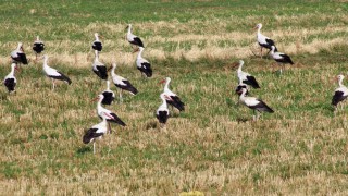 Onlarca leylek tarlada beslenirken dronla görüntülendi