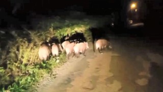 Orduda aç kalan domuz sürüsü mahalleye indi
