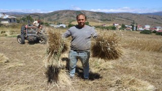 Orduda ‘alım garantili siyez buğdayında üretim bin 500 kat arttı