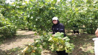Orduda Fındık Dalda Aklın İşçide Kalmasın Projesi, üreticileri memnun ediyor