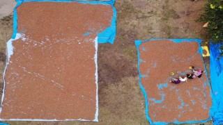 Orduda fındık üreticilerinin zorlu kurutma ve seçme mesaisi