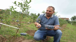 Orduda mavi yemiş üretimi yüz güldürüyor: Kilogramı 500 TL