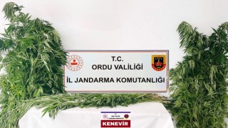 Orduda yasa dışı kenevir üretimine 3 tutuklama