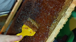 Ordulu arıcılar bal hasadına başladı