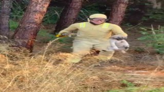 Orman ekipleri Çanakkalede devam eden yangında kaplumbağa ve köpek yavrusunu kurtardı