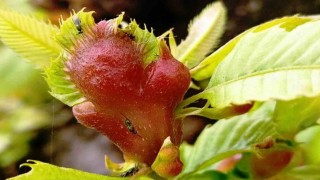 Orman katili gal arısına karşı 2 bin 500 faydalı böcek doğaya salındı