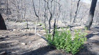 Orman yangınında küle dönen bölgede kendiliğinden fidanlar yeşerdi