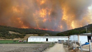 Orman yangınındaki alevler, tavuk çiftliklerine doğru ilerliyor