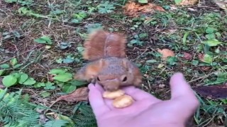 Ormanda karşılaştıkları sincabı elleri ile besledi