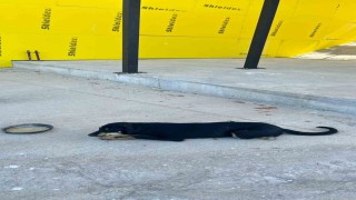 Osmanelinde aracın çarptığı köpek ameliyat edildi