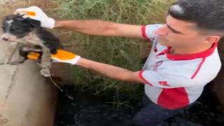 Osmaniye OSB’de Yavru Köpek Kurtarma Operasyonu