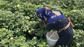 Osmaniyede doğa ve hayvan sevgisi aynı toprakta filizleniyor