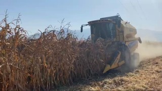 Osmaniyede kuraklık, mısırda verimi düşürdü