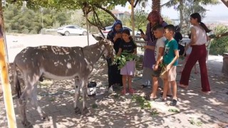 Osmaniye’de Sahipsiz Eşek Yeni Yuvaya Kavuşturuldu