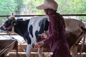 Osmaniye’de şap hastalığına karşı yoğun mücadele