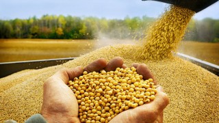 Osmaniye’de Soya Eken Çiftçiye Destek Ödemesi Müjdesi