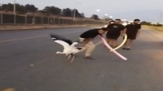 Osmaniye’de Yaralı Leylek Kurtarıldı