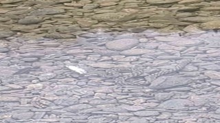 Osmaniye'de yılanın balık avı kamerada