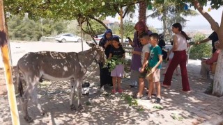 Osmaniyenin sokak misafiri eşek, şefkatli ellere emanet