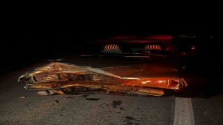 Otomobilin çarptığı domuz telef oldu