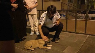 Otomobilin çarptığı yavru köpek için mahalleli seferber oldu