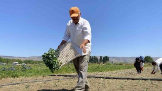 (ÖZEL) Eskişehirli çiftçinin alın teri kuraklığa ve yüksek maliyetlere yenik düştü