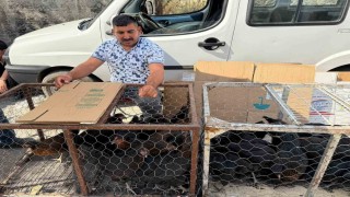 Palet üzerinde yatan tilkilere sitem etti: Tüm gün yatmak olmaz, kümeslerden tavuk çalın