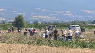 Patates tarlasındaki ürünleri ücretsiz dağıttı