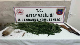 Payasta evinin bahçesinde hint keneviri yetiştiren şahıs yakayı ele verdi