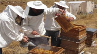 Petekler balla doldu: Sıfır rakımda başlayan sezon 2 bin rakımda Eğriçayırda sona erdi