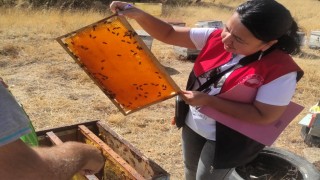 Pınarhisarda arılı kovan tespit çalışması yapıldı