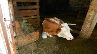 Posofta şap hastalığı besicileri zor durumda bıraktı