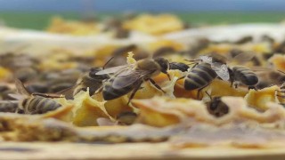 Refahiyedeki bal tesisiyle ilgili Tarım Krediden açıklama
