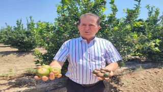Rekor sıcaklar narenciye ürünlerinde yanıklar oluşturdu