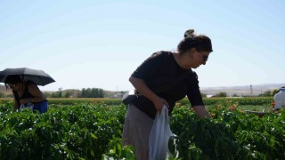 Rekor sıcaklara rağmen Ayaş domatesinin hasadı sürüyor: Tarladan sofraya tescilli lezzet