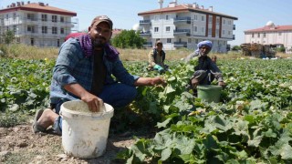 Rekor sıcaklara rağmen Çubukta turşuluk salatalık hasadı sürüyor
