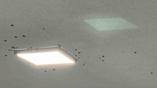 Rizede bahçelerden sonra evlerde vampir kelebek istilası