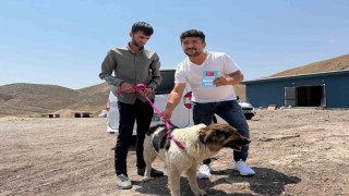 Sahibinin mezarından ayrılmayan köpek, sanatçı Ceylan Erteme emanet