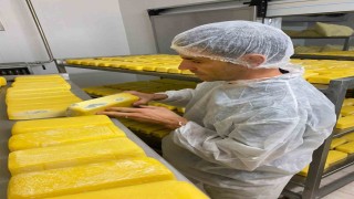 Sakaryada 1.5 ton küflenmiş ve bozulmuş süt ürünü ele geçirildi