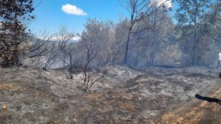 Sakaryada ormanlık alanda çıkan yangın büyümeden söndürüldü